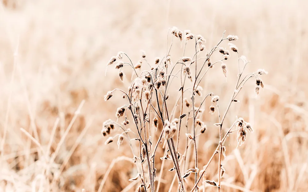 Beige colour in nature