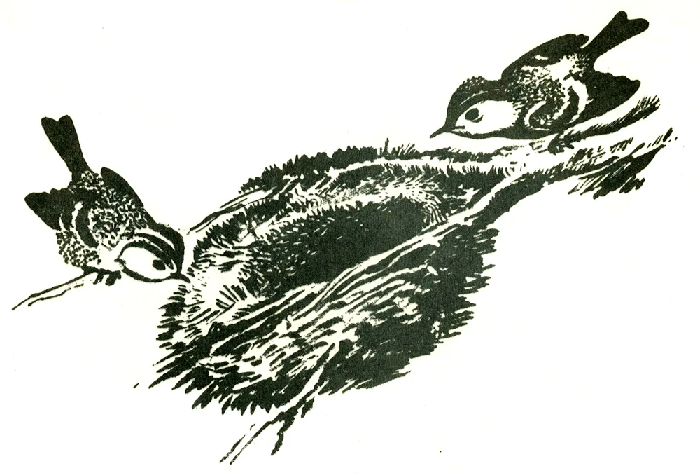 Bianchi illustrations by Charushin