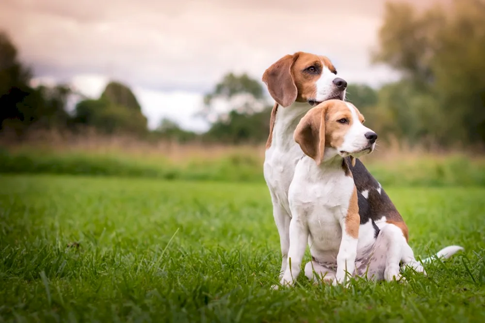 Beagle dog breed