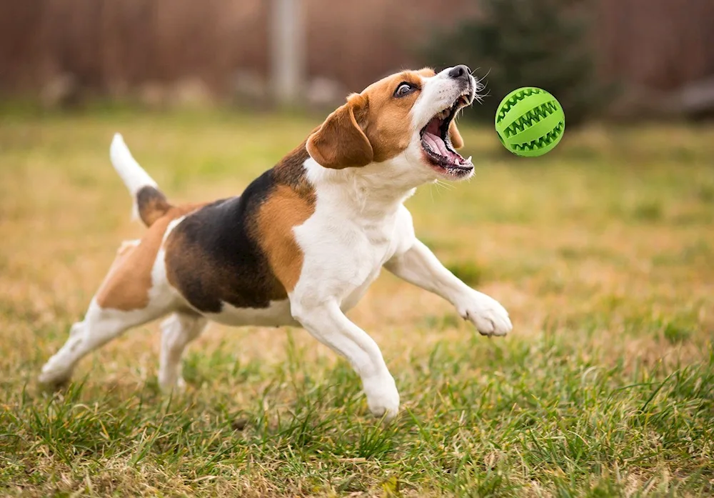 Dog jumping up