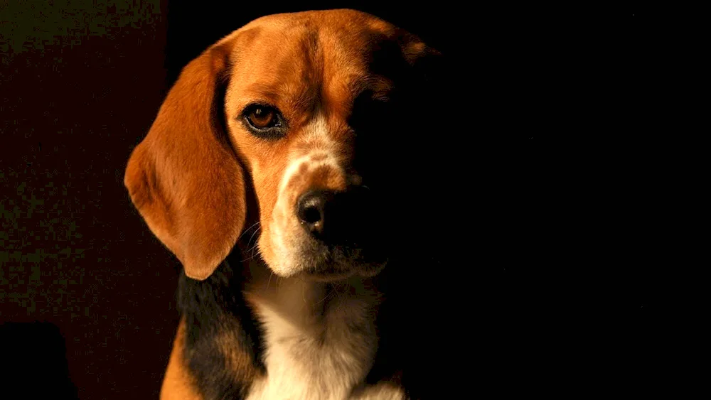 Beagle dog