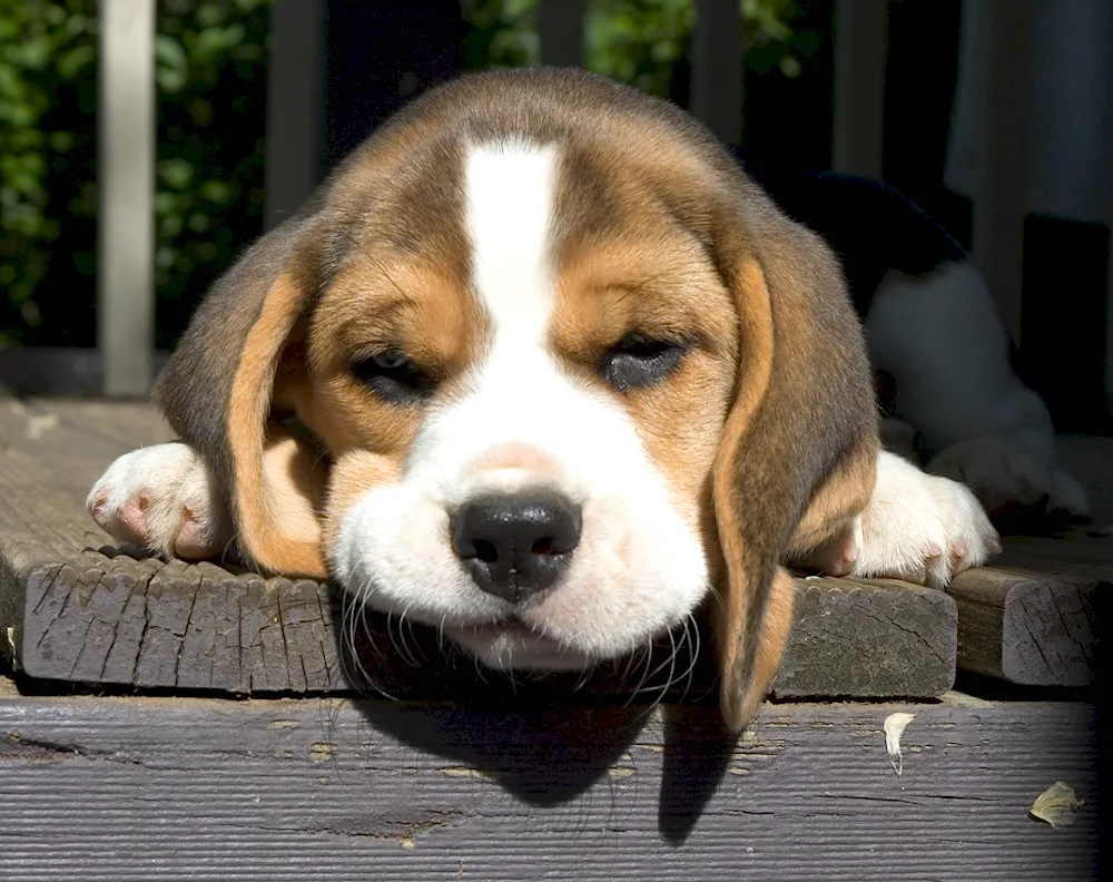 Beagle dog