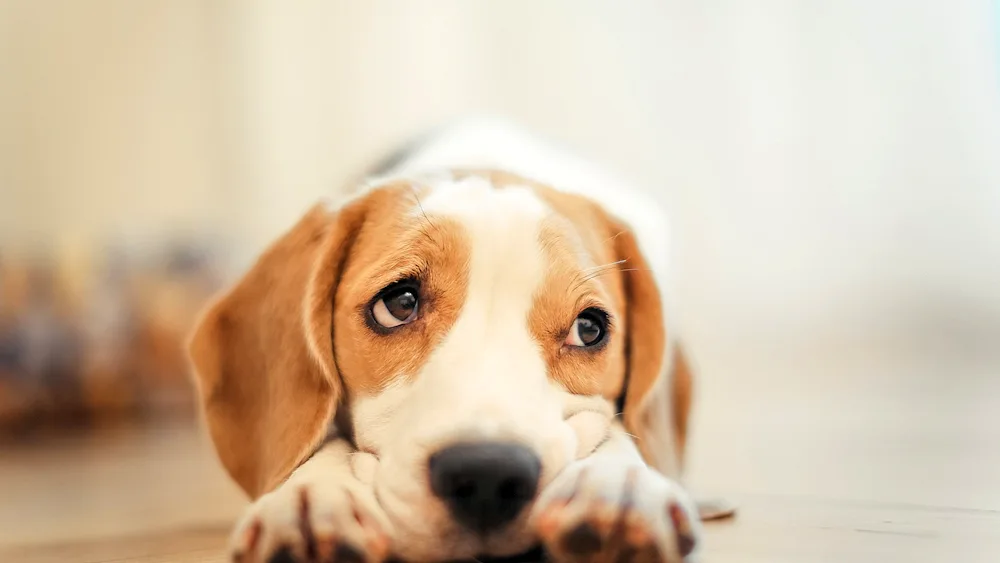 Beagle dog