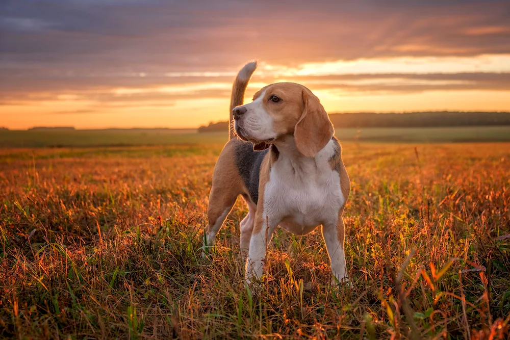 Beagle corgi