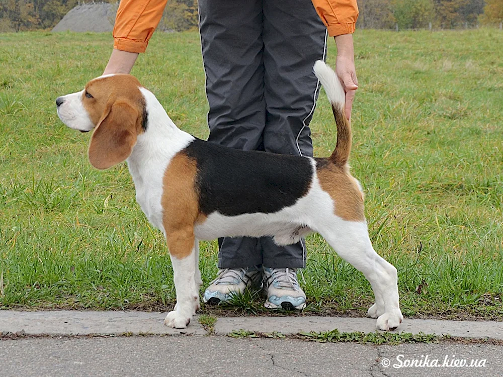 French Beagle dog