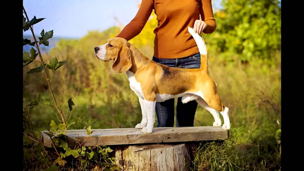 Beagle dog breed