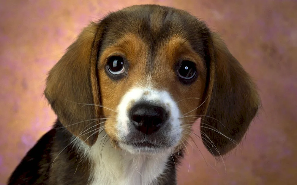 Long-haired beagle