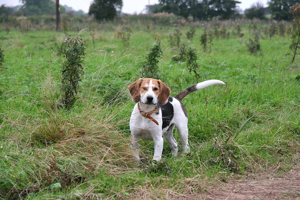 Beagle hound