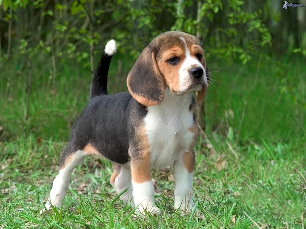 Beagle hound