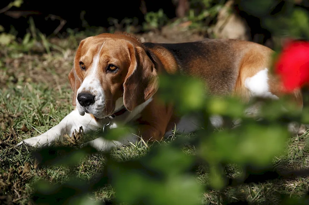 Hound Artois Basset