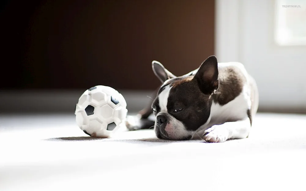 Pitbull and French Bulldog