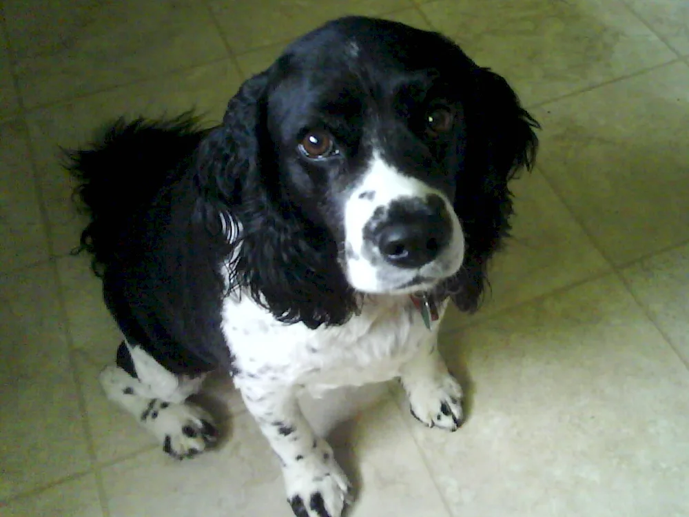 Beagle and cocker spaniel