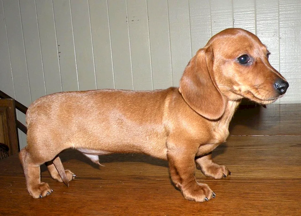 Black and black Dachshund terrier