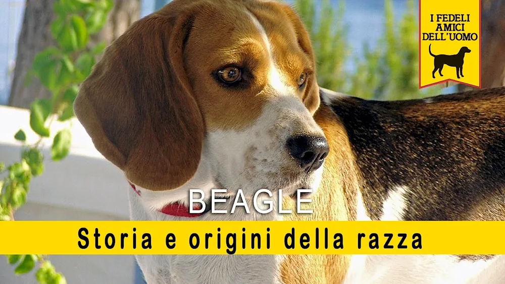 Beagle dog breed Beagle