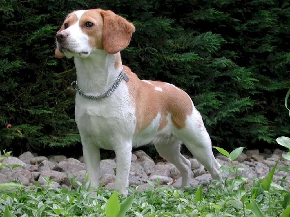 Breed of dog Beagle