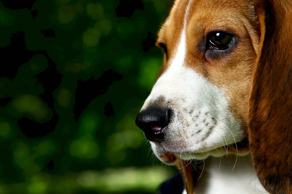 Beagle dog