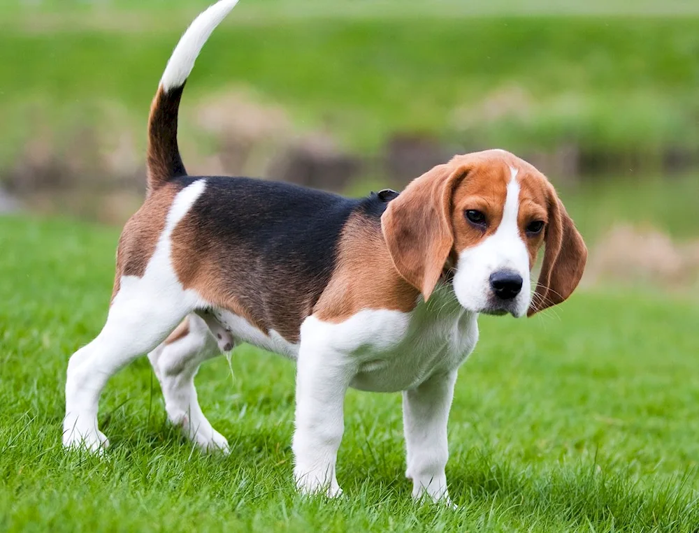 Breed of Beagle dog