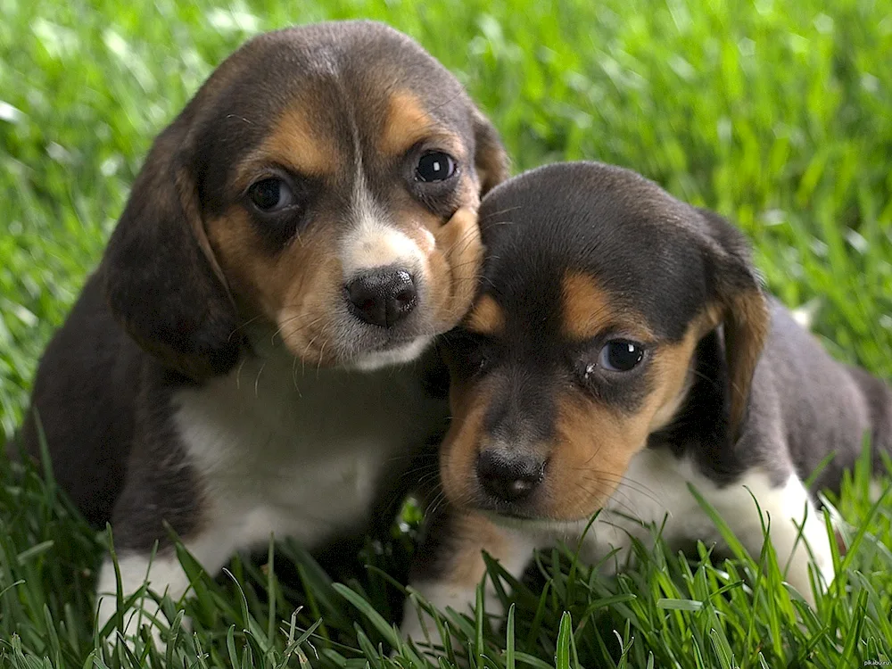 Beagle puppy