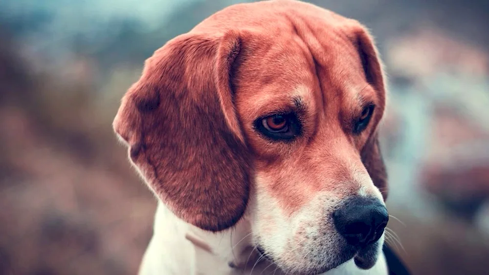 Beagle puppy