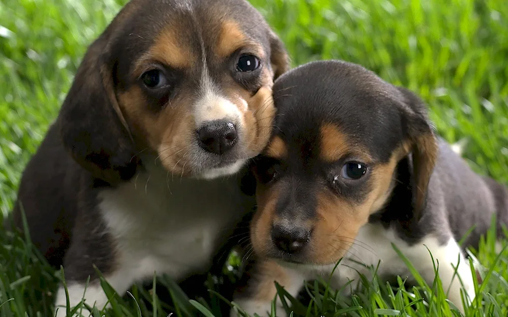 Beagle puppy