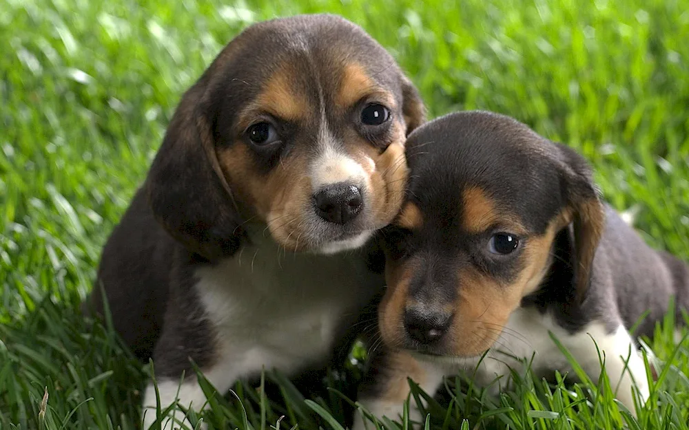 Welsh Corgi dog Harrier