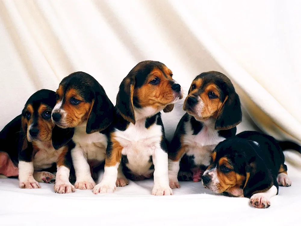 Beagle puppy