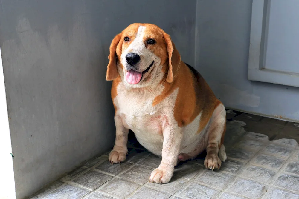 Beagle puppy