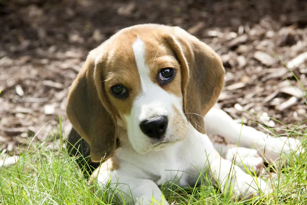 French Beagle dog