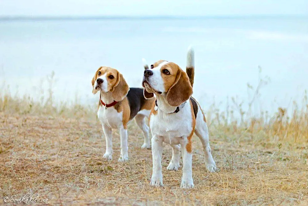 Breed of Beagle dog. Harrier