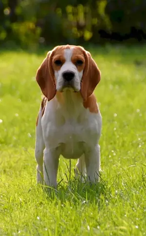 Beagle dog