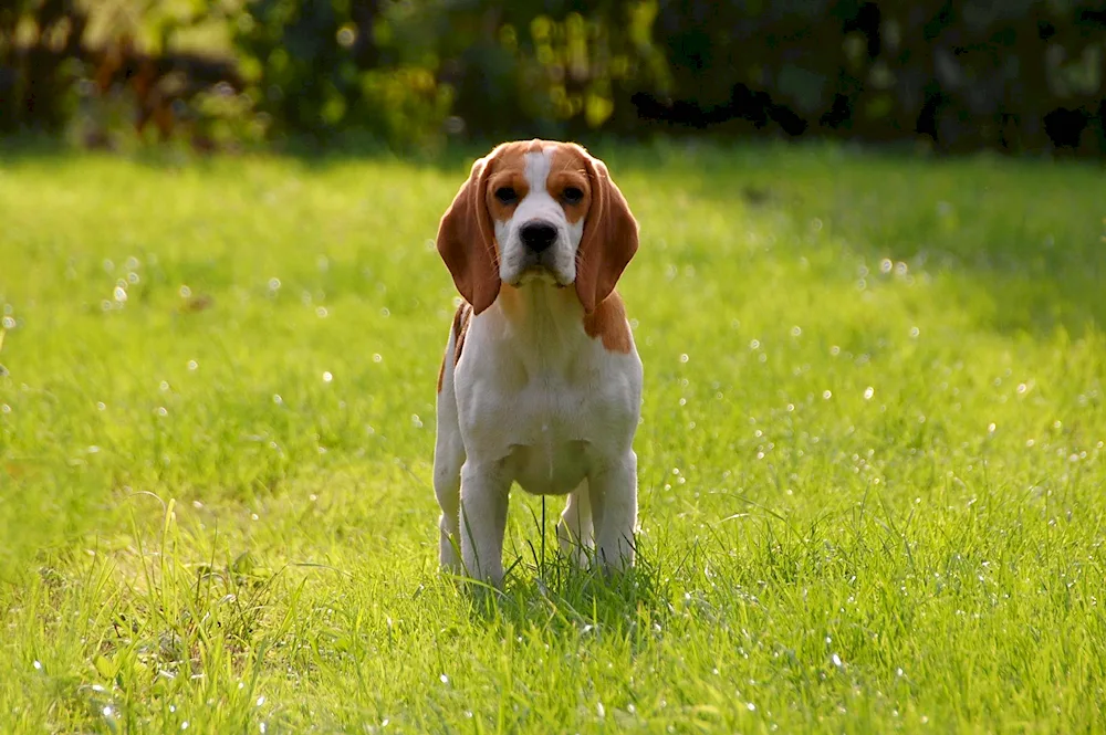 Beagle dog