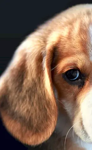 Beagle dog