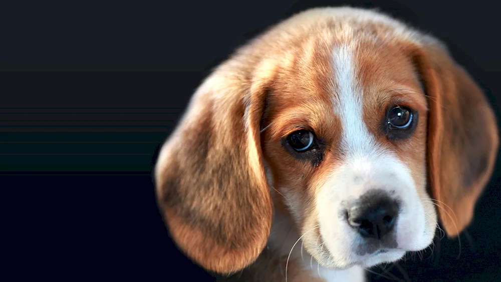 Beagle dog