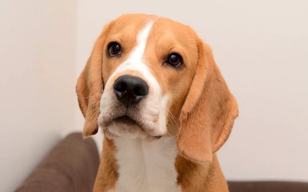 Beagle dog