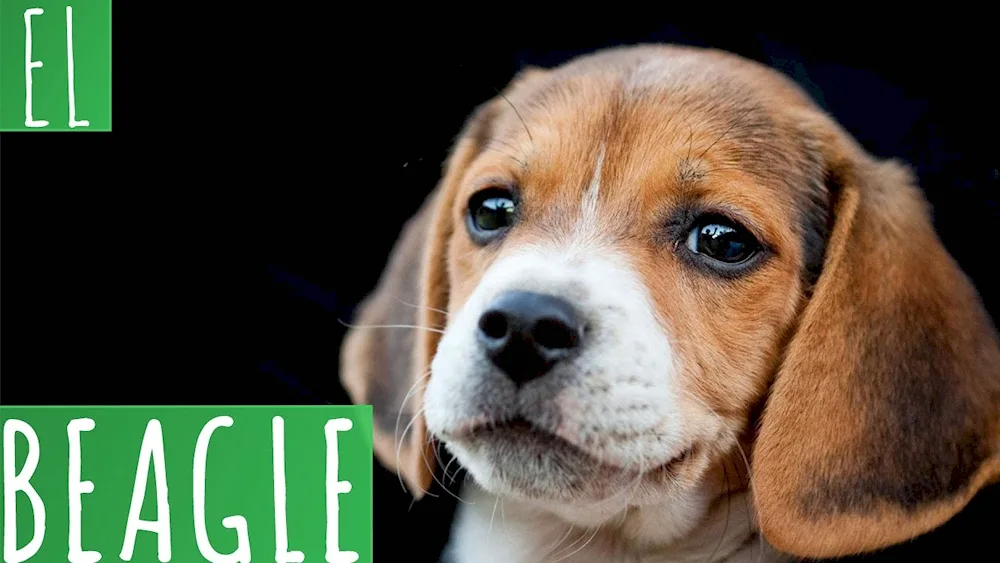 Beagle dog