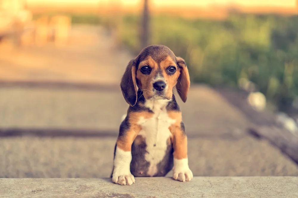 Beagle dog