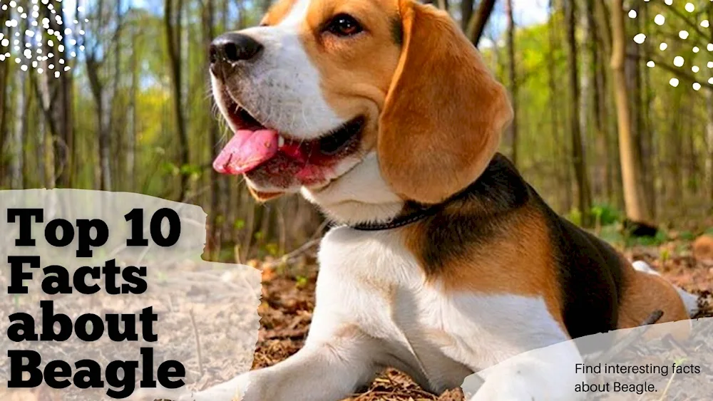 Beagle dog breed