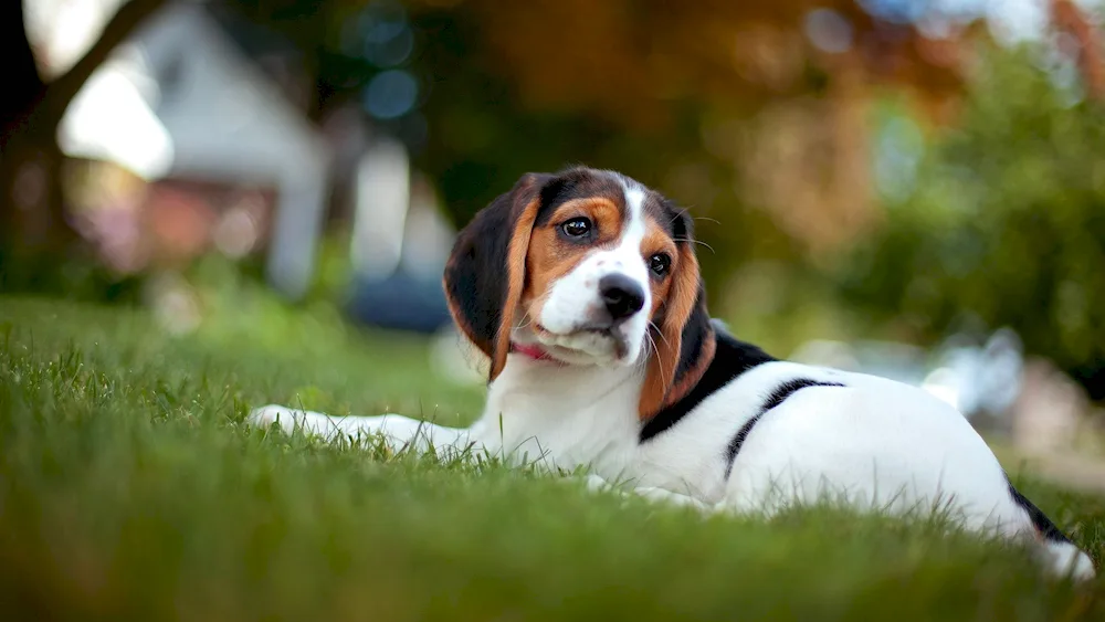 Beagle dog