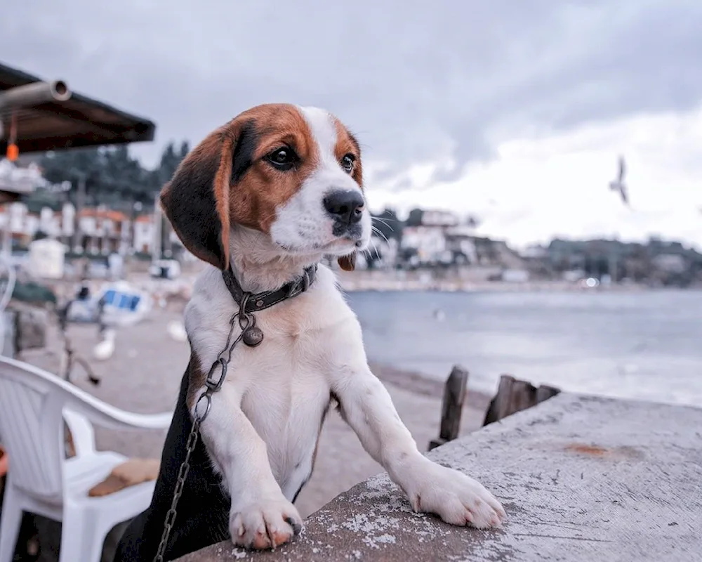 Beagle dog