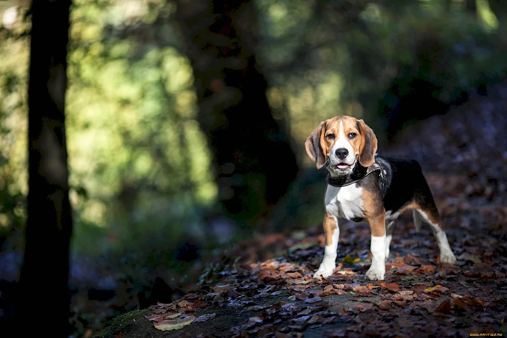 Beagle dog