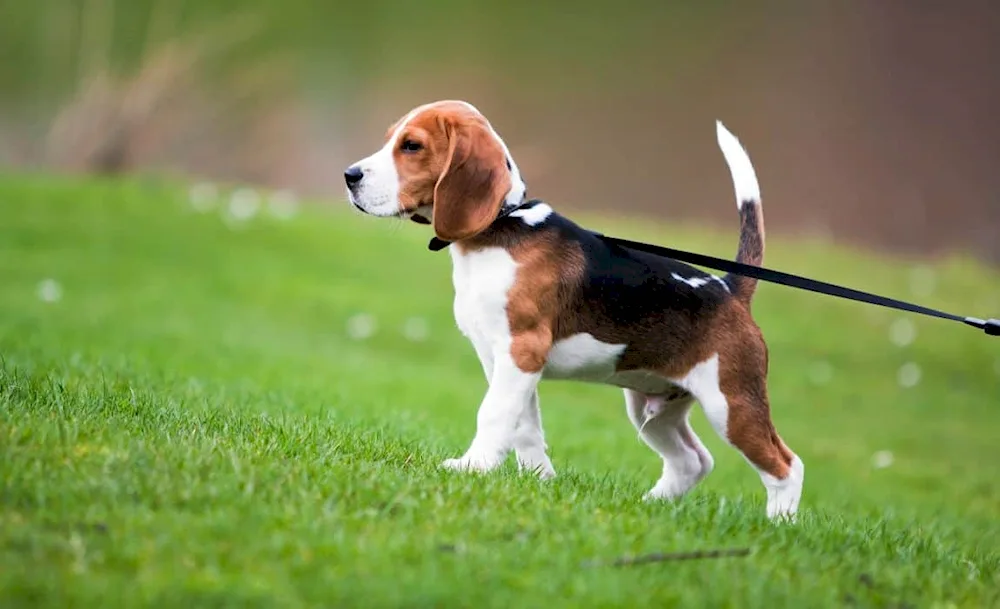 Beagle dog