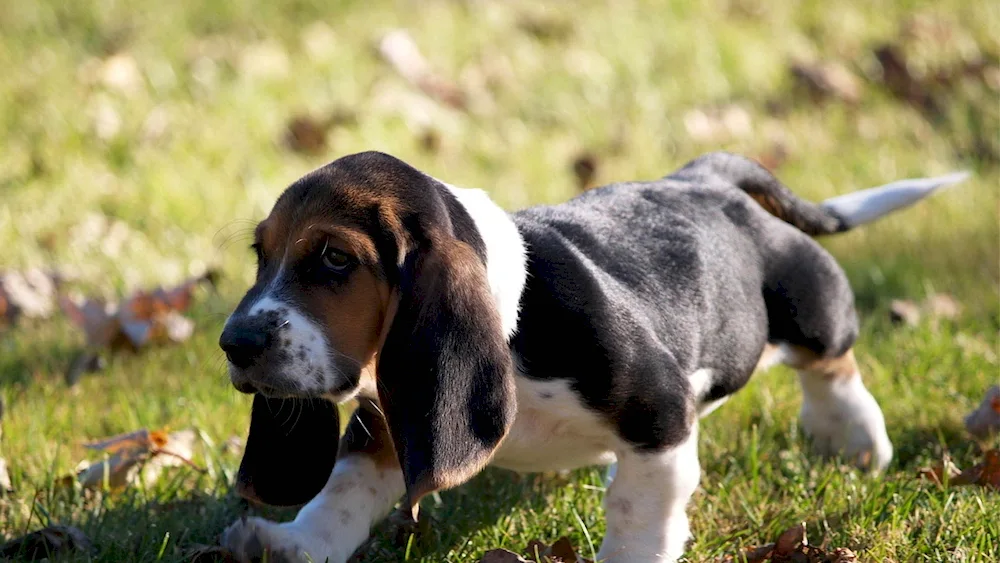 Beagle dog