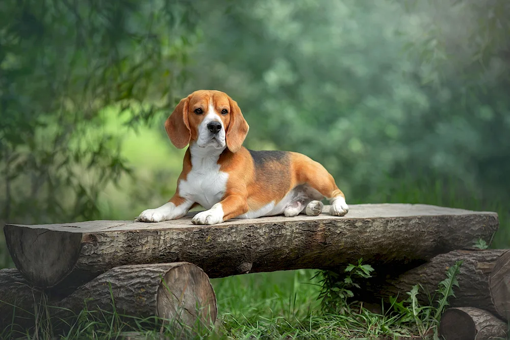 Beagle dog