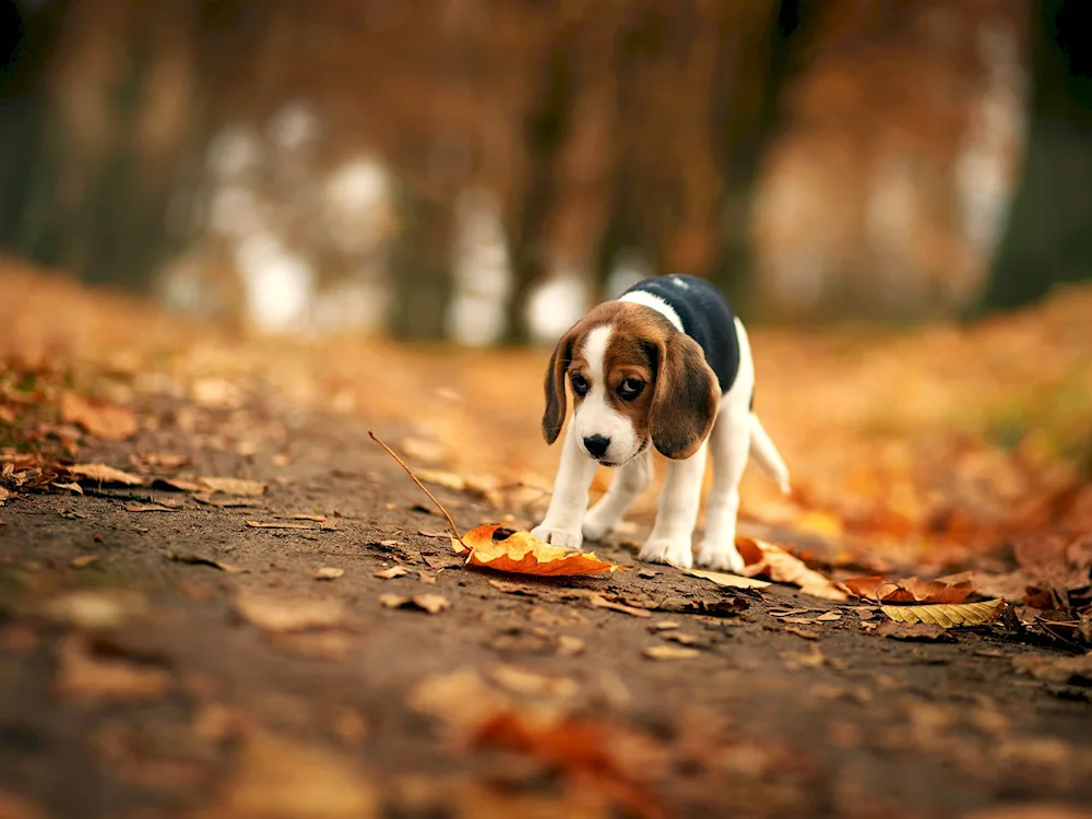 Beagle terrier