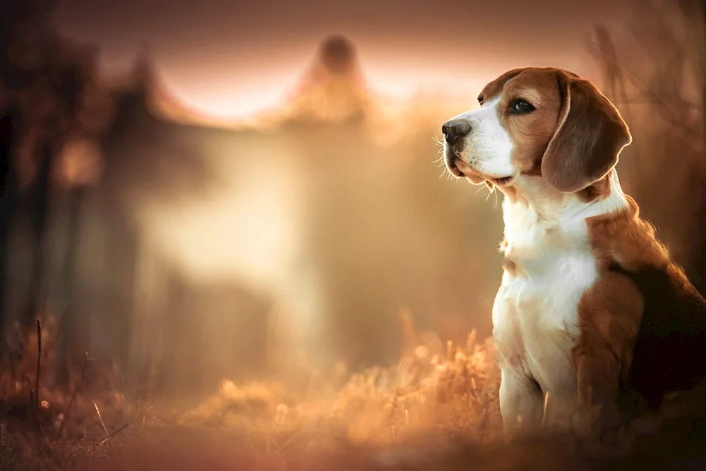 Beagle dog