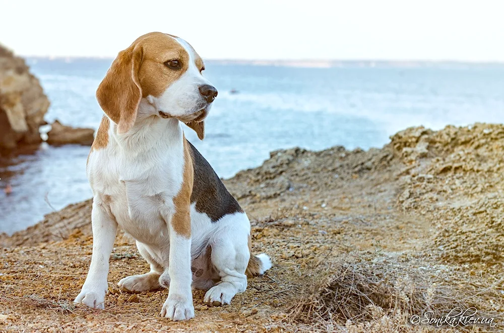 Breed of dog Beagle