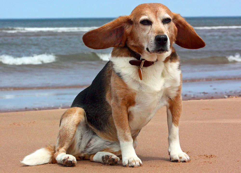 Beagle dog