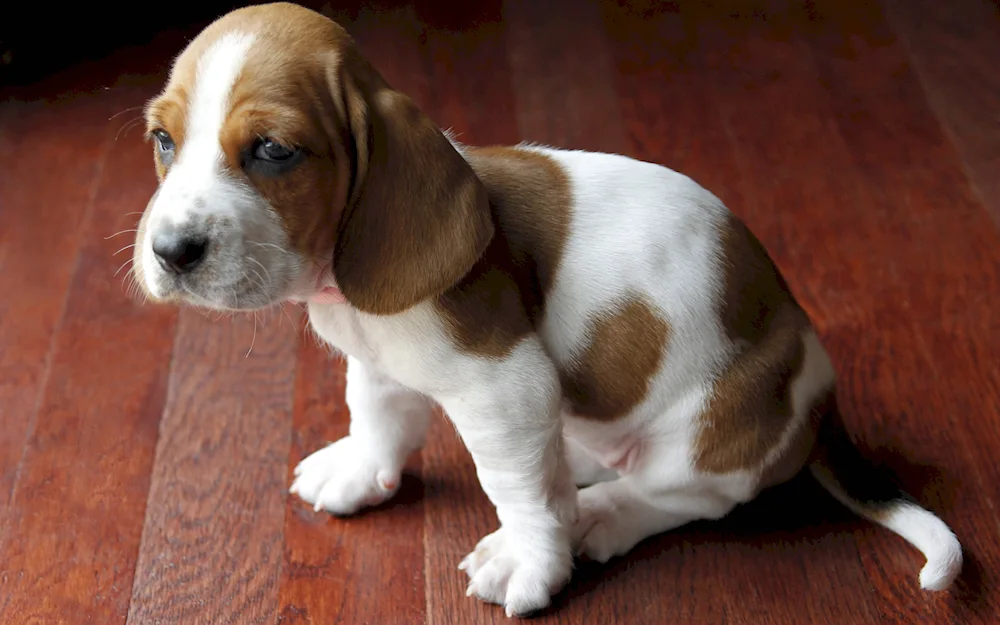 Beagle dog breed