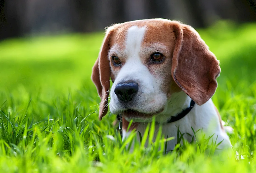 Beagle terrier