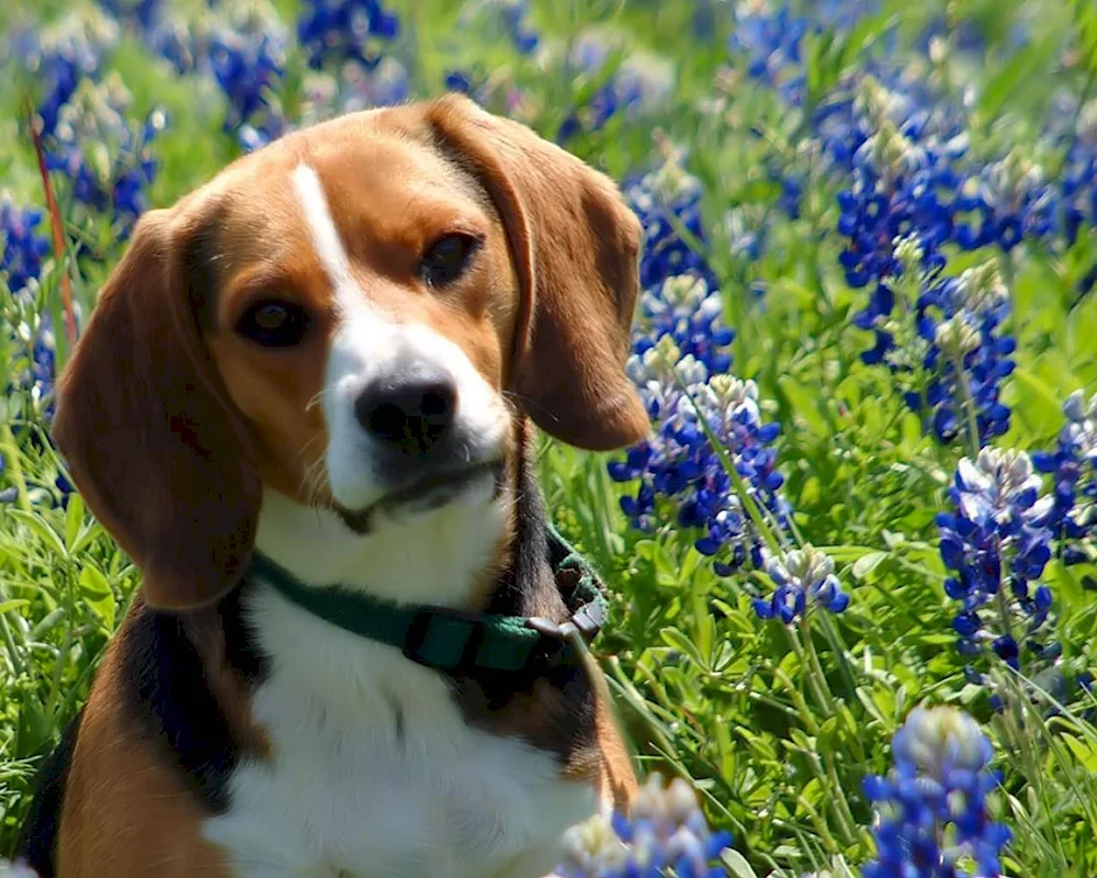 Beagle dog